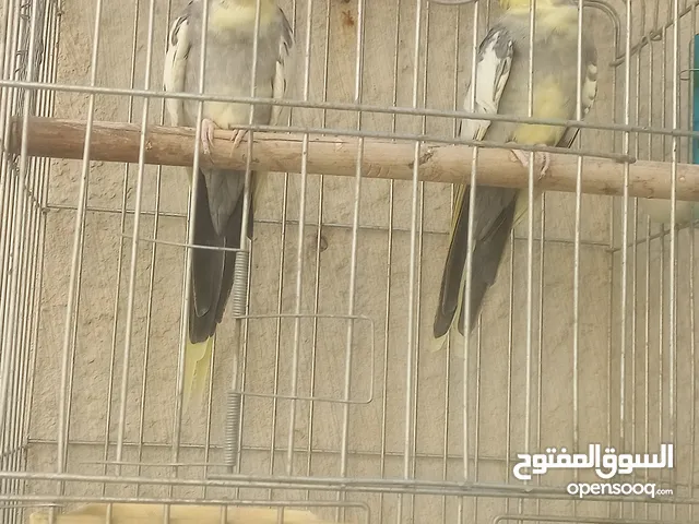 ذكرين كوكتيل الفيات بالغات 35
