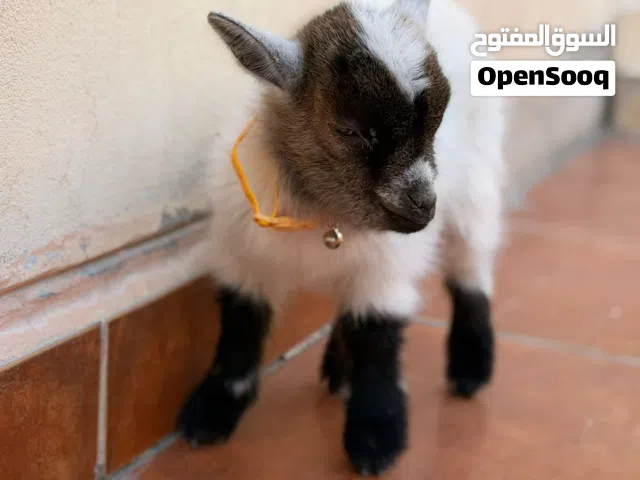 ماعز القزم الأمريكي الفاخر