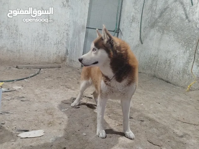كلاب هاسكي