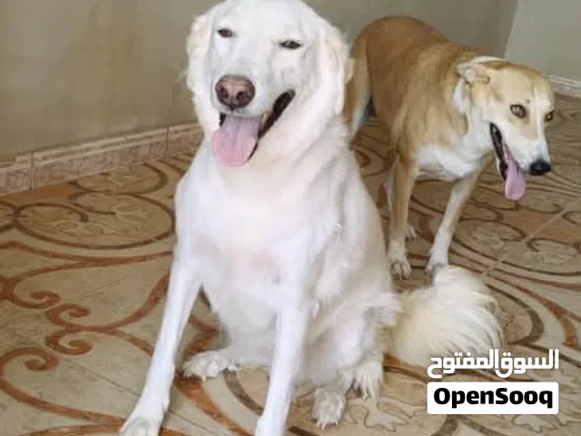 مطلوب كلب  منزلي للتبني