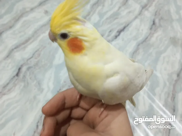 نثيه كوكتيل للبيع مضمونه اليفه