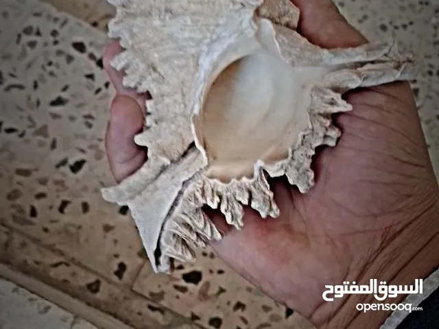 تحفه فنيه من شواطئ زاندفورت هولندا