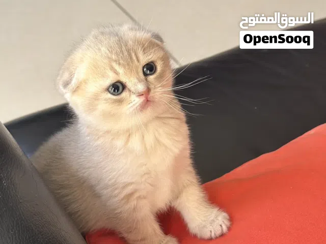 Adorable Scottish Fold kittens looking for loving homes soon