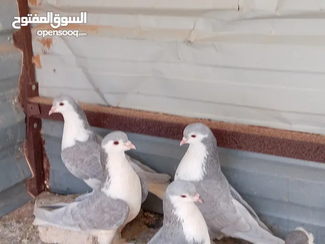جوزين حمام لاهور شغالات صحه ونظافه