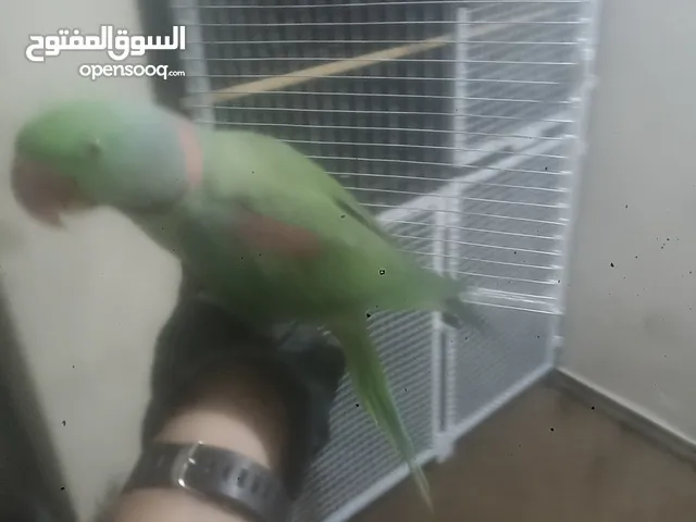 ذكر ببغاء كاساندره الأمريكي تب نظافة بالصلاة على النبي ويحكي