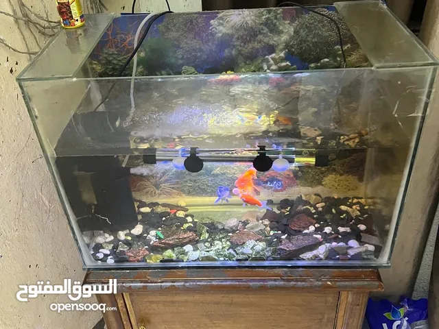 اسماك زبنه للبيع