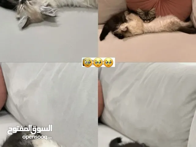 قطط هملايا صغار بسعر مناسب ملقحات
