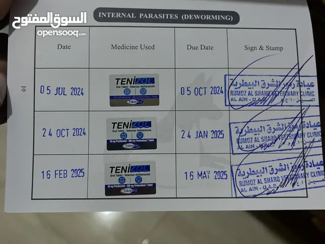 قط العمر 11 شهر حاصل على كلّ التطعيمات خالي من جميع الأمراض لعوب موحود في العين