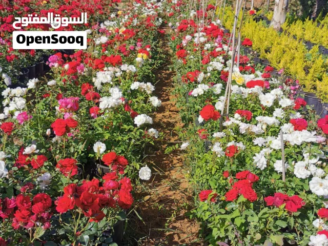 جميع أصناف الأشجار ( بلدي ومستورد )