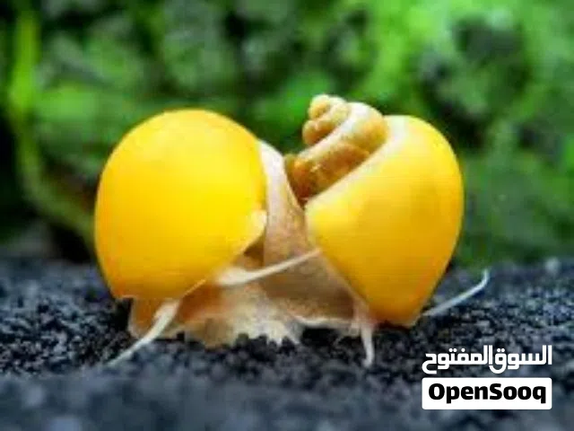 حلزون تفاحي آكل طحالب و بقايا الطعام