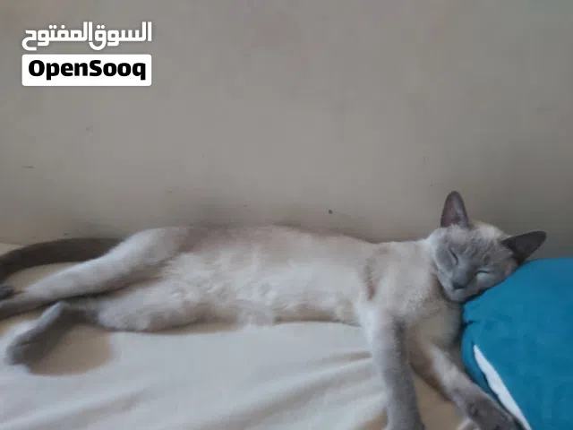 0 dh pour ce chat