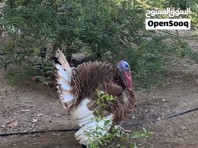 ديك رومي..