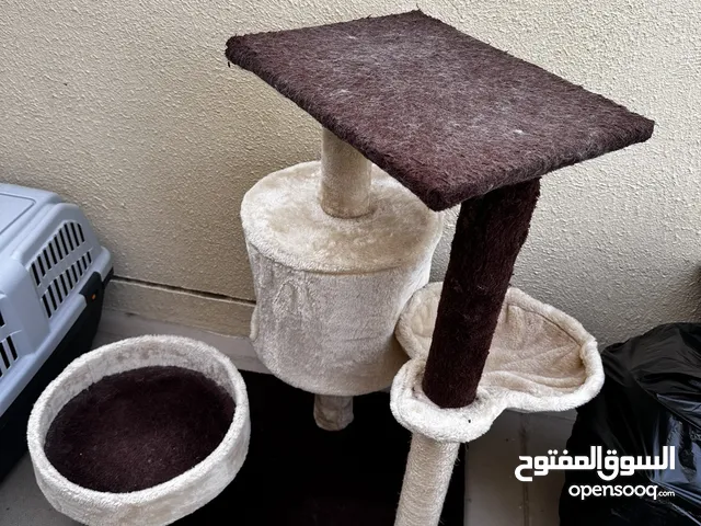 ستاند للقطط