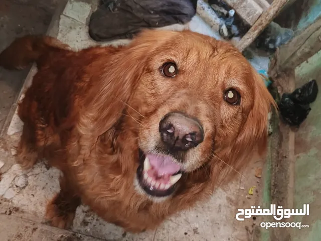جولدن للبيع