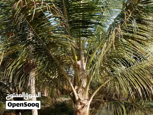 أشجار نخيل نارجيل صلالة إرتفاع متر ونص في سن الإنتاج بحالة ممتازة.