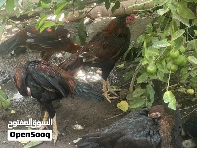 متوفرات دجاج باكستانيات بانواعً مختلفه