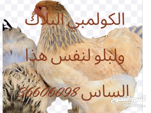 متوفر فروخ دجاج البراهما الباف بلو والباف بلاك