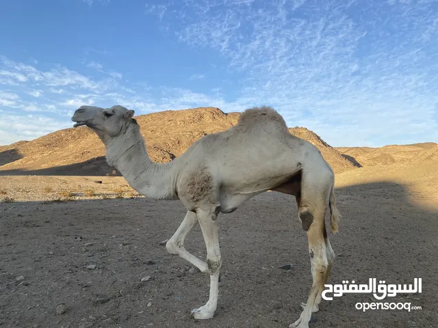 جمل حرا سلله طيب