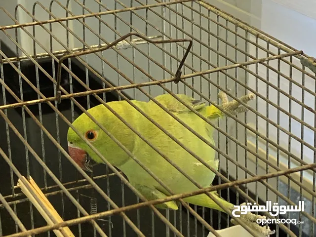 ذكر دره جاهز