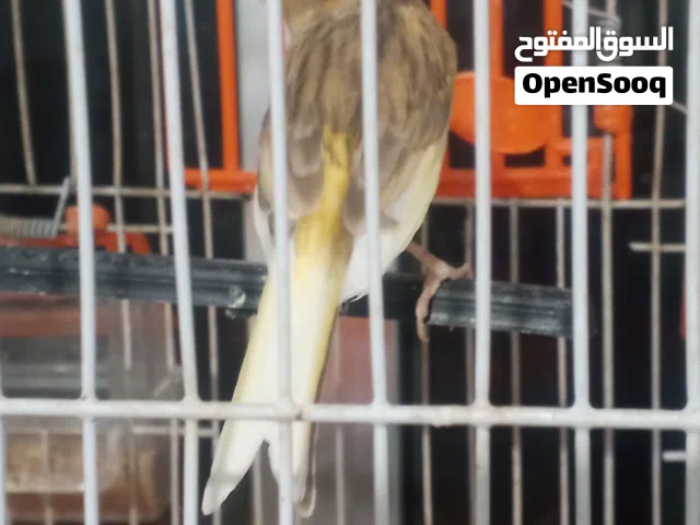 كنار للبيع