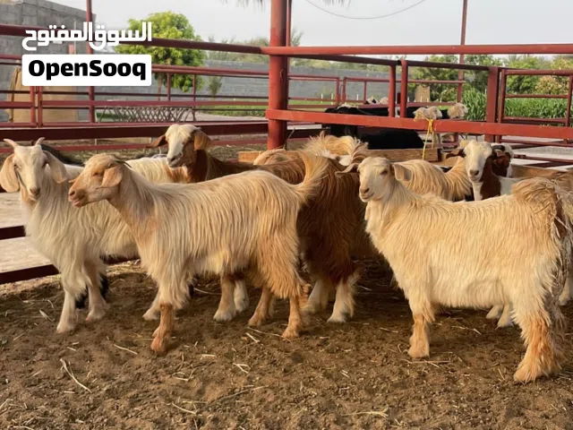 مجموعه صخلات فيهن تيس واحد