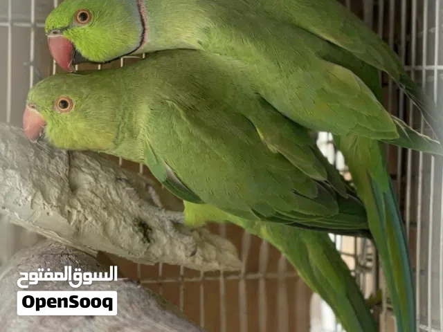 زوج دره الأخضر