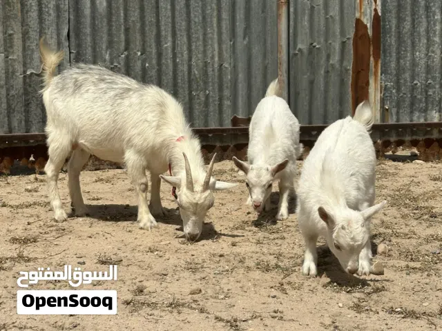 تشيكيات مطافيل