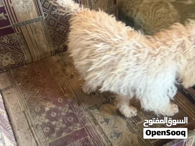 كلب بولدى كلب اليف