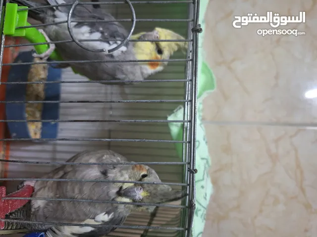 ذكر وانثى كوكتيل للبيع