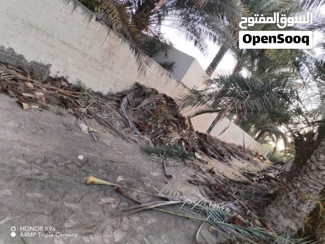 مطلوب زفانة دعون