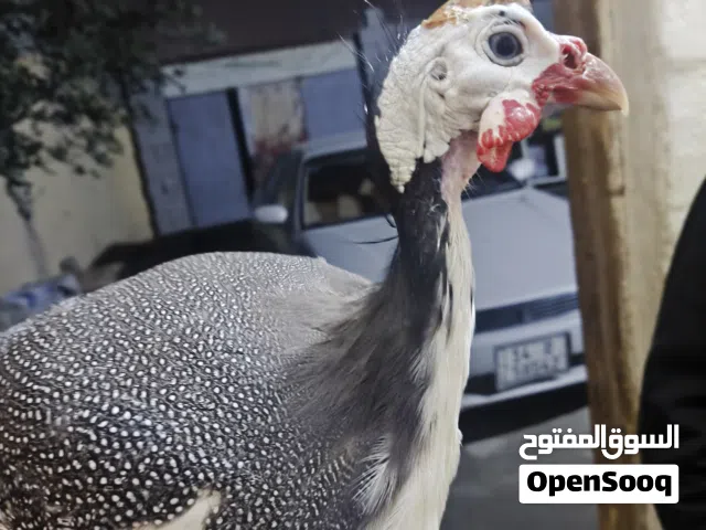 قبج نثيه للبيع