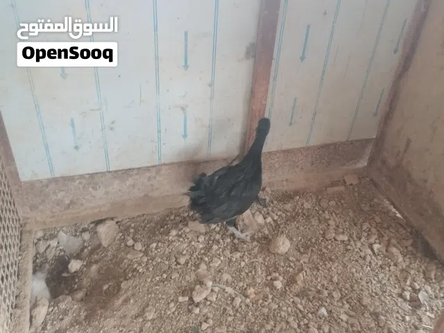 ديج عربي هرفي اسود طلك نضيف وصحه خير من الله