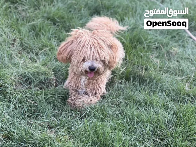 كلب للبيع نظيف