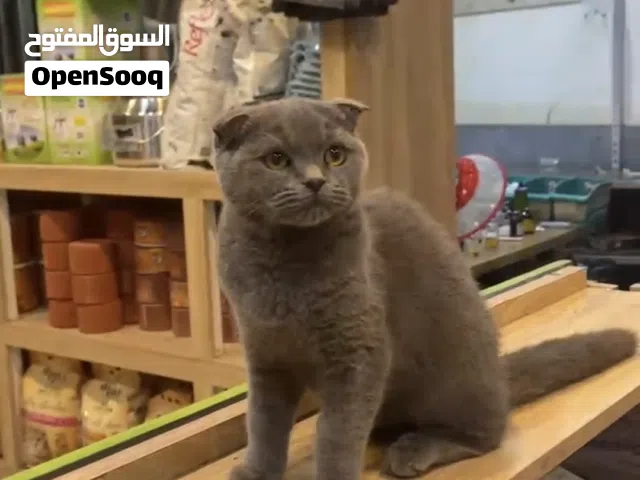 سلام عليكم نثيه سكوج فولد للبيع بكاني البصره سفوان