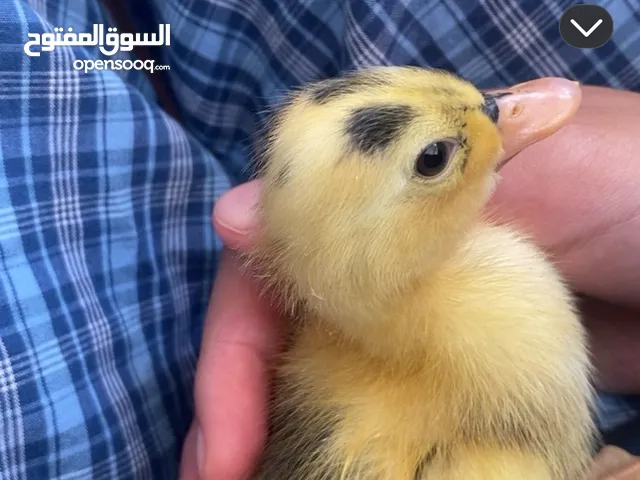 4 chicks 2 ducks