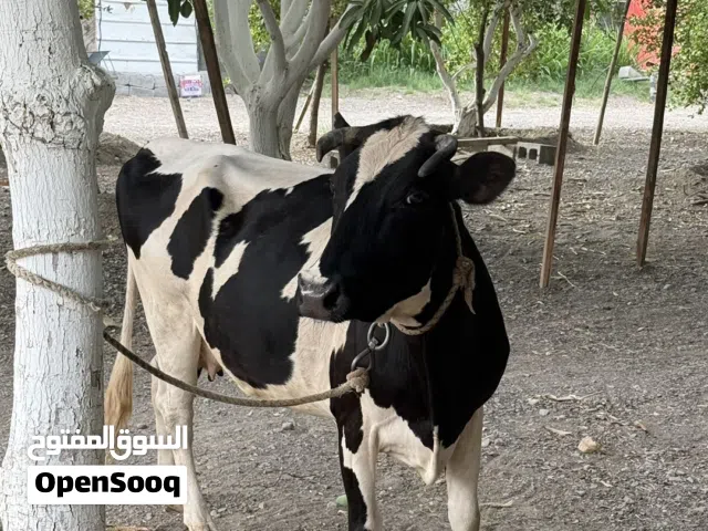 للبيع بقرة ظفارية اقراء الوصف تحت