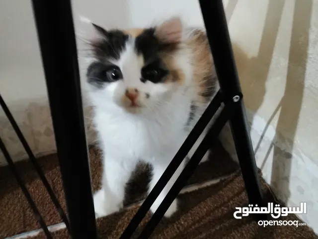 قطة للتبني