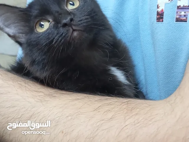 قطة للتبني بدواعي السفر