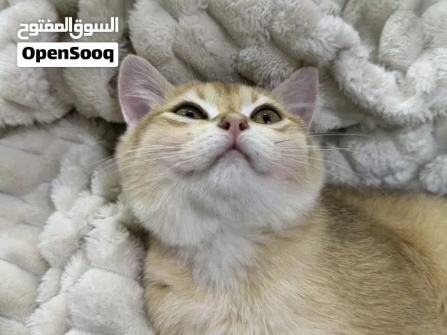قط كولد نوع نادر