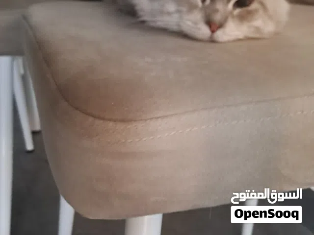 قط للتبي،آخذ كل تطعيماته ونظيف ونسله جميل،شرط مخافة الله فيه