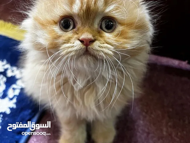 قط شيرازي بلوازمه Persian cat