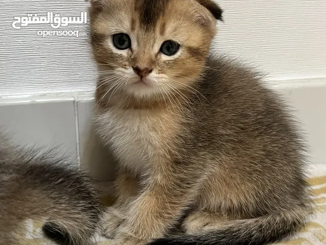 ذكر سكوتش فولد هملايا العمر شهر 25 يوم