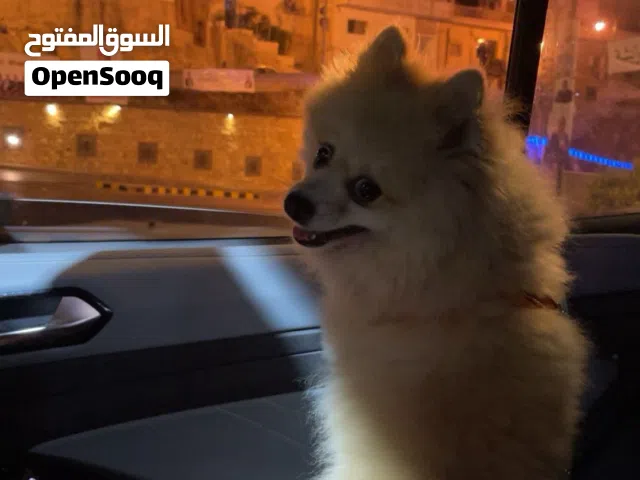 كلب بومبريان