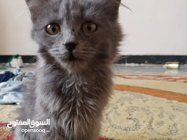 قط ذكر شيرازي العمر شهرين للبيع ب25