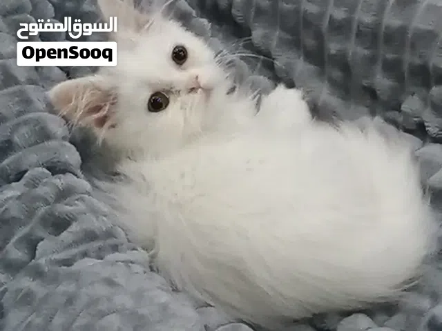 قطة شيرازي بيضاء 260دي