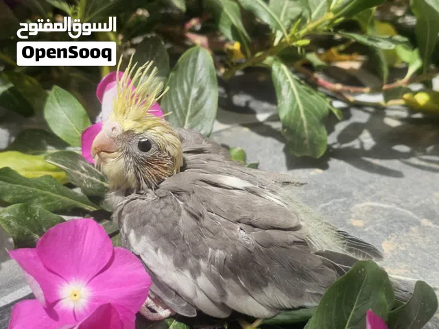 فرخ كوكتيل