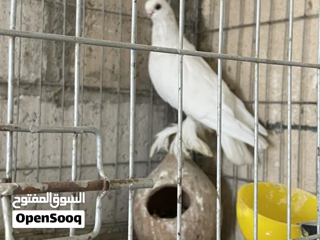 ماشاء الله طيره قرقاطي