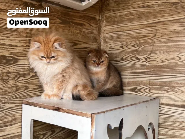 كتنز سكوتش فولد و سكوتش ستريت اناث مستويات قويه و صحة جداً ممتازه