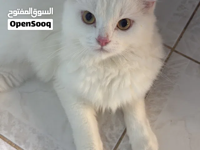 White Persian (9 months old)