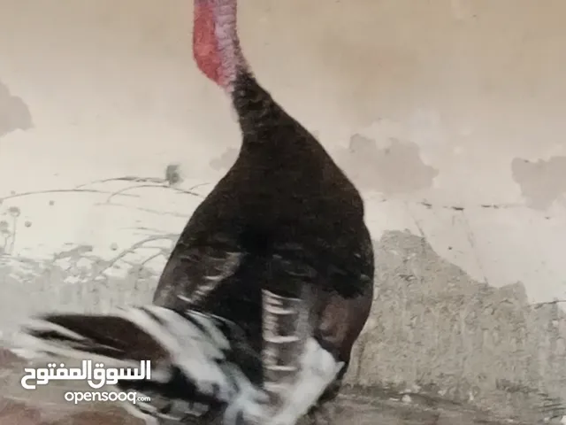 ديك رومي للييع